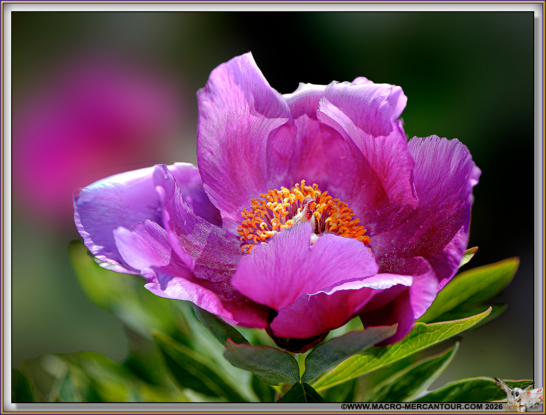 Pivoines